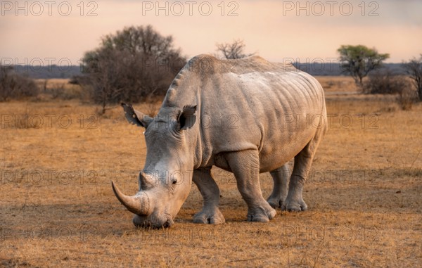 Southern white rhinoceros (Ceratotherium simum simum), rhino in the evening light, Khama Rhino
