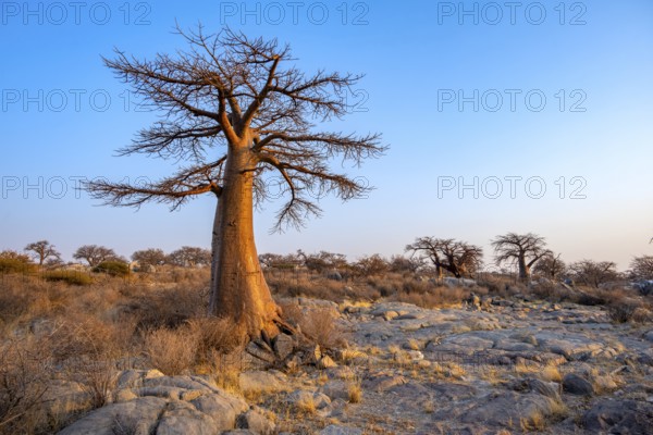 African baobab or baobab tree (Adansonia digitata), at sunrise, Kubu Island (Lekubu), Sowa Pan,