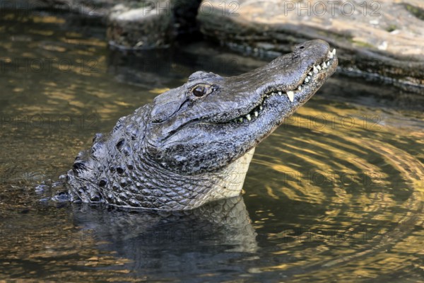 Mississippi Alligator (Alligator mississippiensis), pike alligator, adult, friendly, portrait,