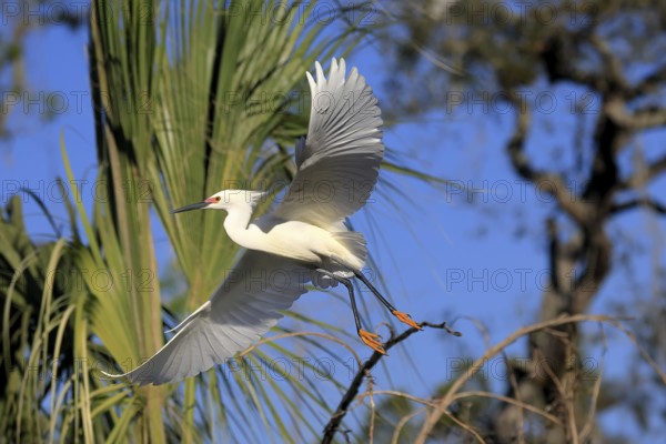 Great Egret (Egretta thula), adult, flying, St. Augustine, Florida, North America, USA, North