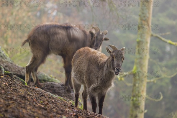 Two Himalayan Tahr (Hemitragus jemlahicus) stand in the forest on a foggy day