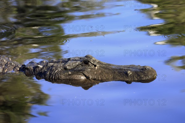 Mississippi Alligator (Alligator mississippiensis), pike alligator, adult, portrait, in water,