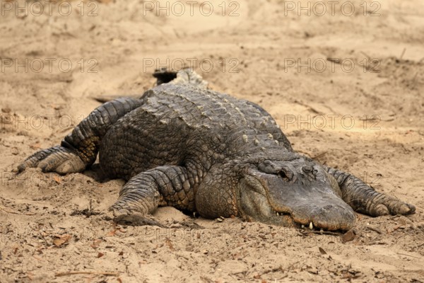 Mississippi Alligator (Alligator mississippiensis), pike alligator, adult, lying, friendly,