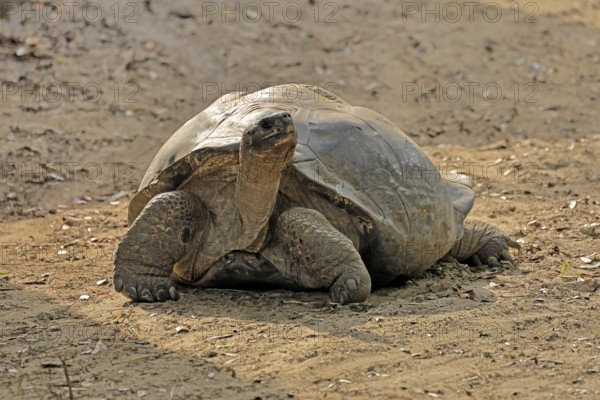 Galapagos giant tortoise (Chelonoidis niger), adult, foraging, captive, Galapagos Islands, Ecuador,