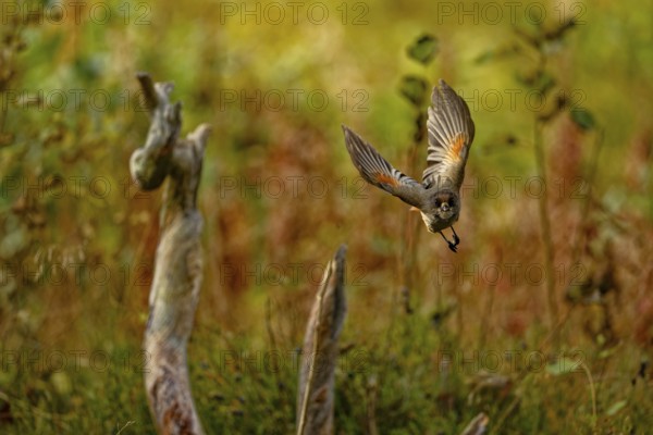 The unlucky jay (Perisoreus infaustus), in flight, front view, autumn mood, Northern Finland,