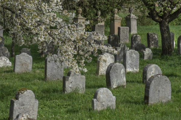 Flowering cherry trees (Prunus avium) in the Jewish cemetery, laid out in 1734, last burial in