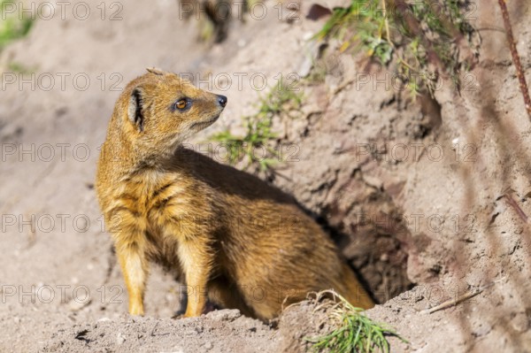 Yellow mongoose (Cynictis penicillata), in the dessert on a sunny day, captive
