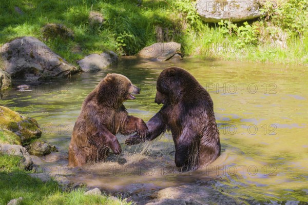 A Eurasian brown bear (Ursus arctos arctos) sow fighting with a big male in a pond