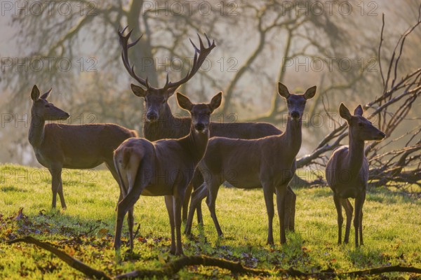 A herd of red deer hind and a stag (Cervus elaphus) stand backlit on a meadow. Early morning light