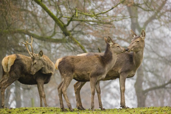 A Red Deer hind with her calf (Cervus elaphus) and a young stag stand on a green meadow at a forest