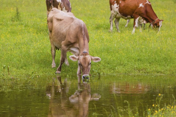 Tyrolean Brown Swiss cattle stand on a green meadow by a puddle and drink. The cows and the