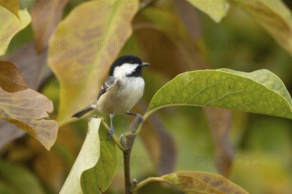 Coal tit (Periparus ater) adult bird on a garden Magnolia tree with autumn coloured leaves,