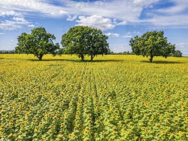 Aerial view, drone photo: Field with sunflowers and four trees, Ueckermünde, Szczecin Lagoon,