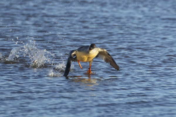 Goosander (Mergus merganser) adult female bird running on water of a lake, England, United Kingdom,