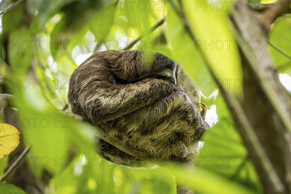 Brown-throated sloth (Bradypus variegatus) sitting in a tree and sleeping, Cahuita National Park,