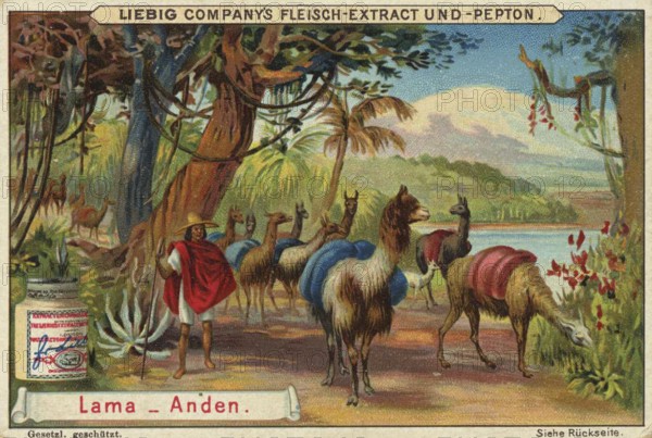 Picture series Animals of the Lands, llama from the Andes, Liebig picture, digitally restored