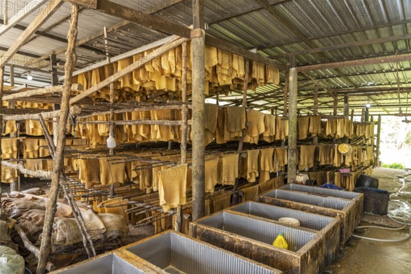 Rubber production on the island of Koh Libong in the Andaman Sea, Thailand, Asia