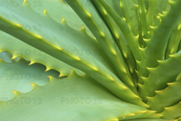 Agave close-up with visible spines