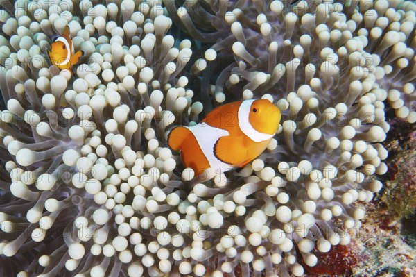 Two Ocellaris Clownfish (Amphiprion ocellaris) are in a pale sea anemone, dive site Coral Garden,
