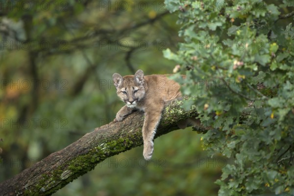 One young cougar, Puma concolor, resting on a big branch high up in an oak tree