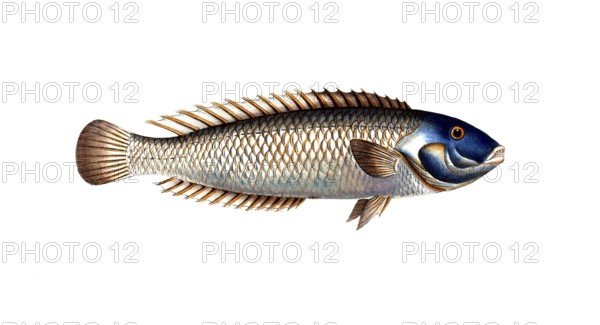 Fish, Fish, Genus of wrasses, Labrus cyanocephalus, Blue head, Historical, digitally restored