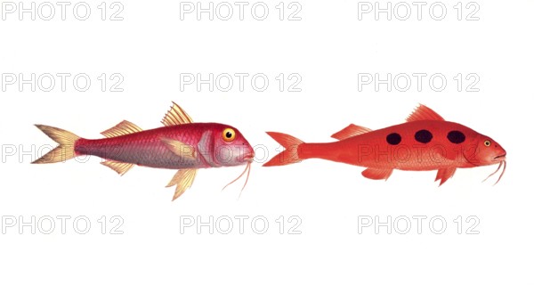 Fish, fish, left: Mullus barbatus, der kleine Rotbart, the smaller Red Beard. right: Mullus