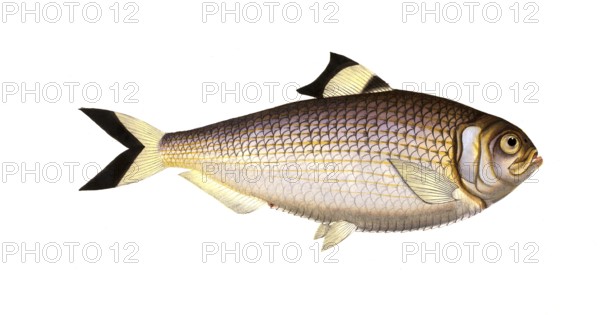 Fish, Fish, Fish genus Herring, Clupea sinensis, Chinese herring, Historic, digitally restored