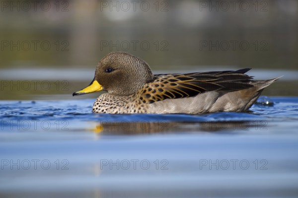 Brown-headed duck (Anas flavirostris) on a lake in a park in Buenos Aires, Argentina, South America