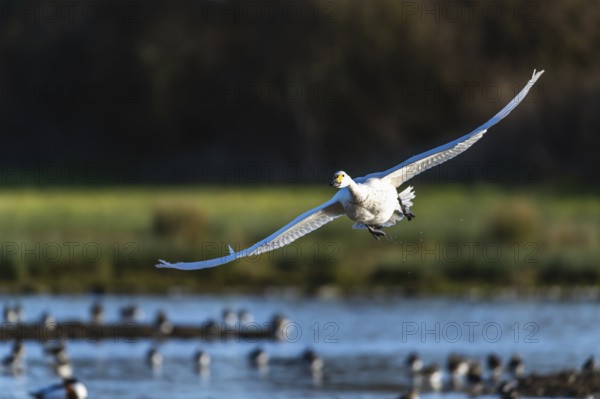 Tundra Swan, Bewick's Swan, Cygnus columbianus in flight at winter in Slimbridge, England, United