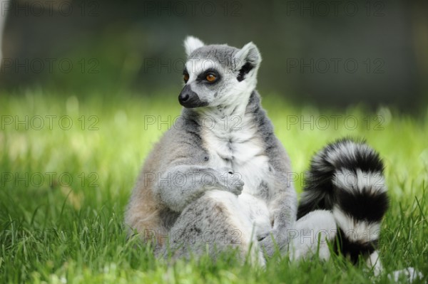 Sitting lemur in the grass with curious expression and curled tail, lemur (Lemur catta), Augsburg