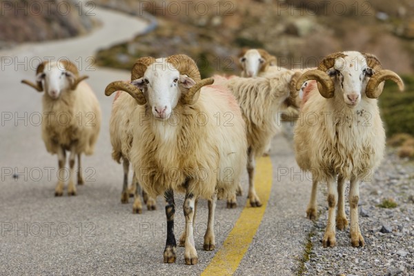 Five rams with large horns on a winding mountain road, sheep (e) or goat (n), ovis, caprae, Crete,
