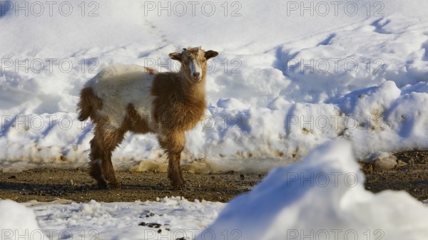 A small lamb standing in the snow in a wintry landscape, sheep (e) or goat (n), ovis, caprae,