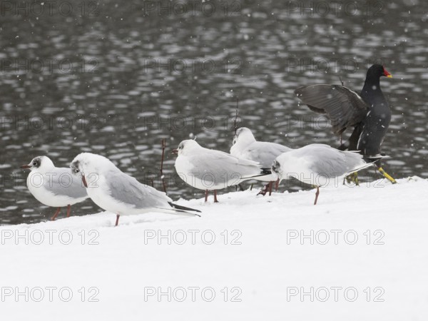 Black-headed Gulls in winter plumage (Larus ridibundus), and Moorhen (Gallinula chloropus), at the