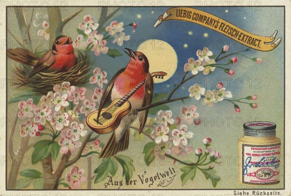 Picture series From the world of birds, bird with guitar, love song, flirting, Liebig picture,