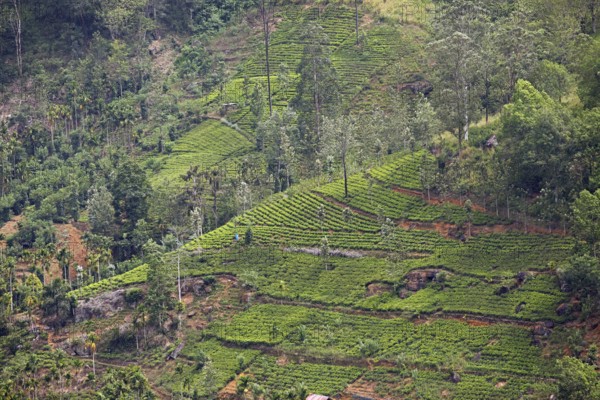 Tea plantation in Ramboda, Nuwara Eliya, Central Province, Sri Lanka, Asia