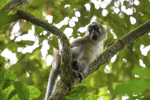 Olive mangabey (Cercocebus agilis) near the Baï-Hokou, Dzanga-Ndoki National Park, Unesco World
