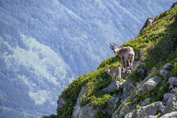 Alpine ibex (Capra ibex), mother with young with alpine roses, Aiguille Rouges, Chamonix, France,