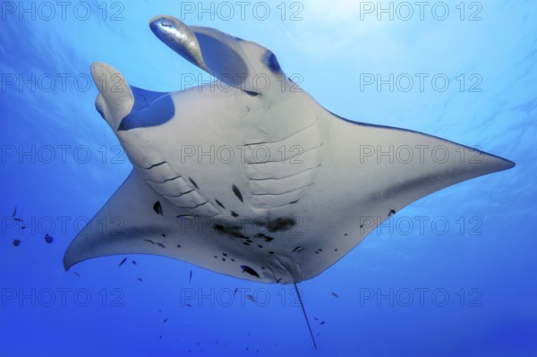 Underwater photo of Reef Manta (Manta alfredi) Manta, Devil Ray, Winged Ray, Reef Manta, plankton