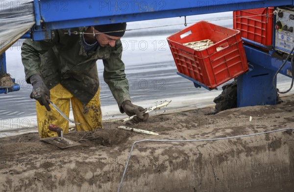 Wesel, North Rhine-Westphalia, Germany, Harvest workers from Eastern Europe harvest the first