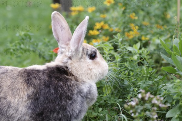 Rabbit (Oryctolagus cuniculus), portrait, flower-bed, outdoors, Easter, The house rabbit sits in