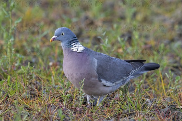 Common wood pigeon (Columba palumbus) foraging on the ground in field in spring