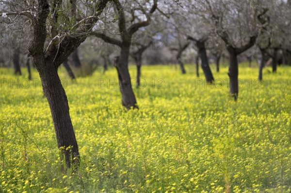 Almond blossom, almond trees, plantation, Bermuda buttercup (Oxalis pes-caprae), also known as low