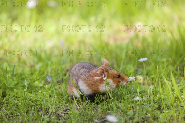 A European hamster (Cricetus cricetus), Eurasian hamster, black-bellied hamster or common hamster,