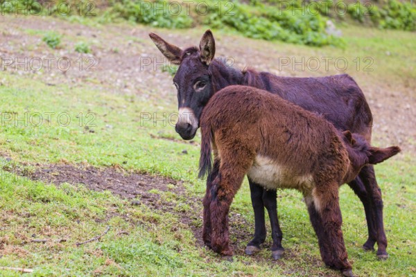 A female domestic donkey, Equus (africanus) asinus nurses her young on a green paddock