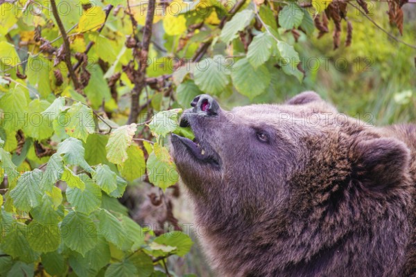 An adult female brown bear (Ursus arctos arctos) eating leaves from a birch tree