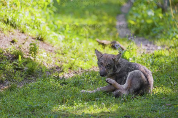 A gray wolf pup (Canis lupus lupus) sits on a green meadow and scratches himself with his hindleg