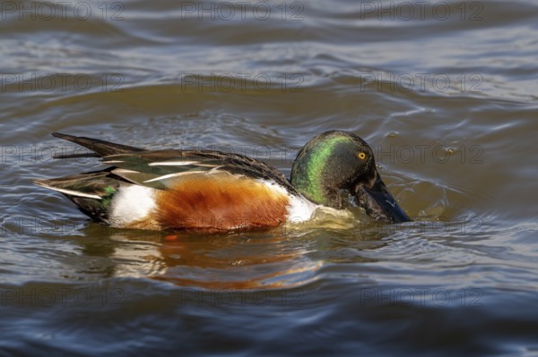 Northern shoveler (Spatula clypeata) adult male skimming crustaceans and plankton from the water's