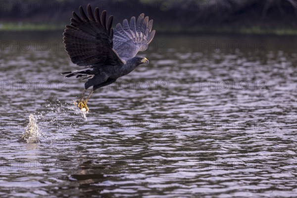 Black buzzard (Buteogallus urubitinga), with caught fish, Pantanal, Brazil, South America