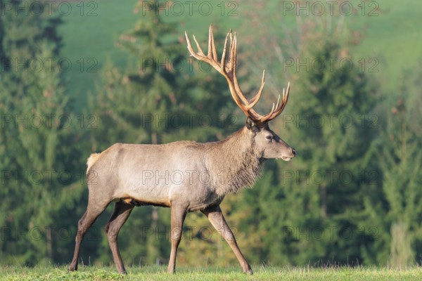An Altai maral deer or Altai moose (Cervus canadensis sibiricus) crosses a meadow in the first
