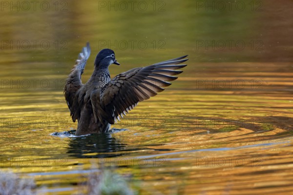 Mandarin duck (Aix galericulata), female, dorsal view, with spread wings, intense colouring of the